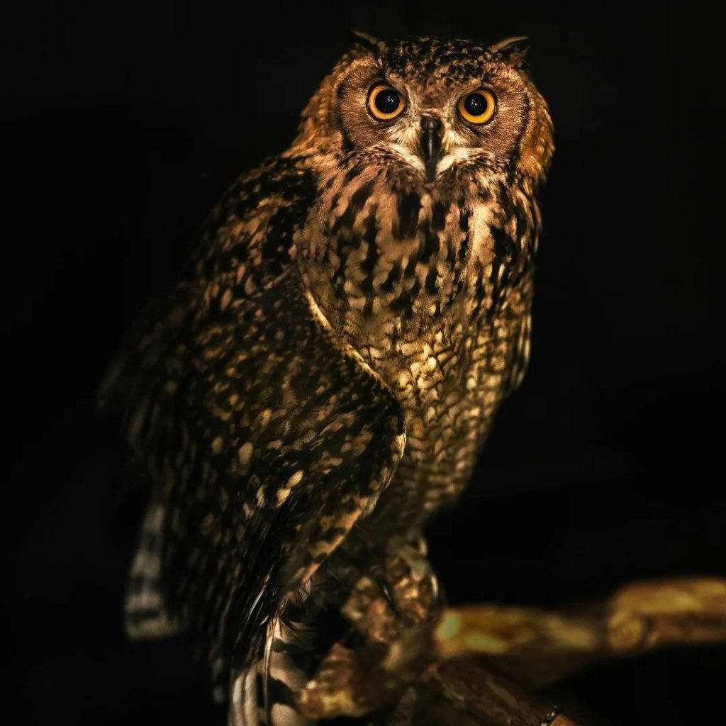 Uma foto de estúdio dramática de uma coruja-orelhuda pousada em um galho contra um fundo preto profundo. A coruja está voltada para a câmera com grandes olhos amarelos vibrantes e está iluminada de forma direcional, destacando a textura de suas penas marrons e beges.
